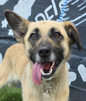 Chicory -  Shepherd Dog for Adoption in Newport, Tennessee - Chicory | PetCurious