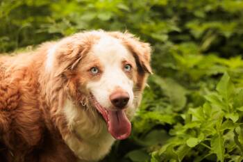 Ruby-Transport -  Australian Shepherd Dog Available for Adoption in Gradyville, Kentucky - Ruby-Transport | PetCurious