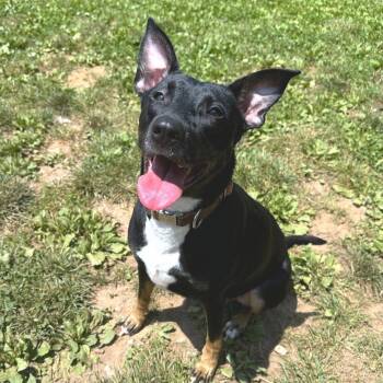 Rescue Mixed Breed Dogs for Adoption in Lynchburg, Virginia - Kahlo | PetCurious