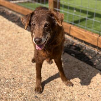 Labrador Retriever Dogs Available for Adoption - Beasley 26-02-054 | PetCurious