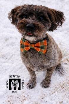Wheaten Terrier and Poodle Dogs Available for Adoption - Luther | PetCurious