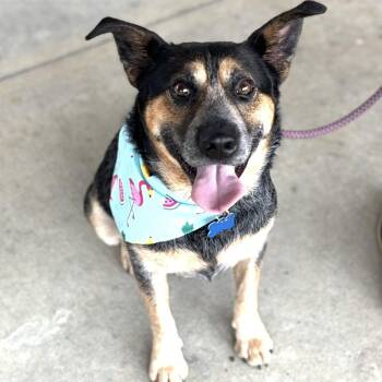Maverick Money -  Australian Cattle Dog Blue Heeler Dog for Adoption in Andover, Massachusetts - Maverick Money | PetCurious