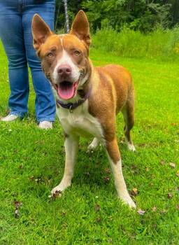 Kali -  Husky and Mixed Breed Dog for Adoption in Murray, Kentucky - Kali | PetCurious
