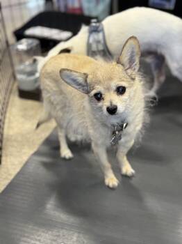 Chihuahua Dogs Available for Adoption in Albuquerque, New Mexico - Joey | PetCurious