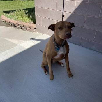 Bella -  Greyhound and Pit Bull Terrier Dog Available for Adoption in Rexburg, Idaho - Bella | PetCurious