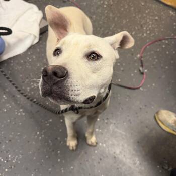 Skye -  Mixed Breed Dog for Adoption in Columbiana, Alabama - Skye | PetCurious