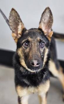 German Shepherd Dog and Mixed Breed Dogs Available for Adoption in West Chester, Pennsylvania - Rugar | PetCurious