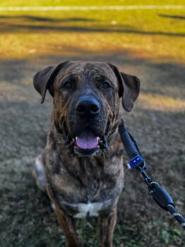 Rescue Mastiff Dogs for Adoption in Chambersburg, Pennsylvania - Adley *Courtesy Post* | PetCurious