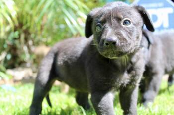Rubble -  Belgian Shepherd Malinois and Pit Bull Terrier Dog for Adoption in Rialto, California - Rubble | PetCurious