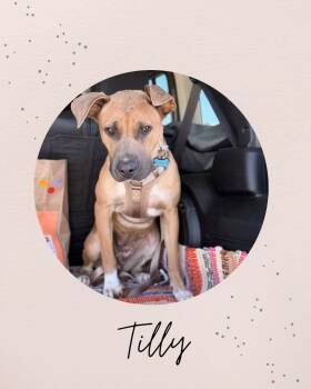 TILLY -  Pit Bull Terrier Dog for Adoption in Coquitlam, British Columbia - TILLY | PetCurious