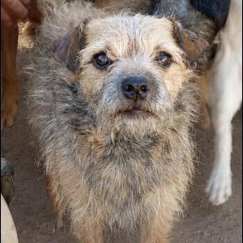 Guido -  Terrier Dog for Adoption in Escondido, California - Guido | PetCurious