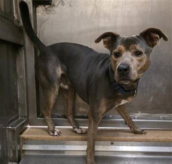 ATOM ANT -  Pit Bull Terrier and Mixed Breed Dog for Adoption in Martinez, California - ATOM ANT | PetCurious
