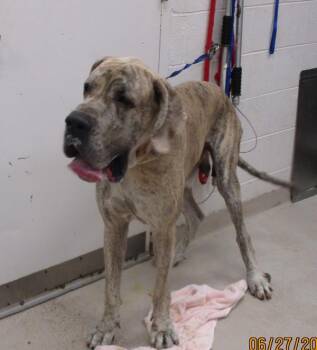 Neko(23) -  Great Dane Dog for Adoption in Marietta, Georgia - Neko(23) | PetCurious