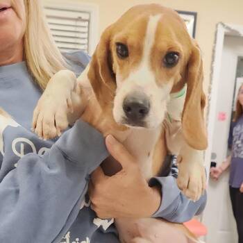 Beagle Dogs Available for Adoption - Bastian 22050 | PetCurious