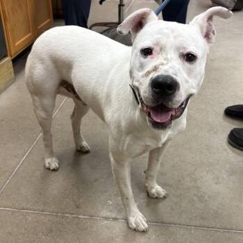 YORK-Stray-16233 -  Pit Bull Terrier Dog for Adoption in York, Pennsylvania - YORK-Stray-16233 | PetCurious