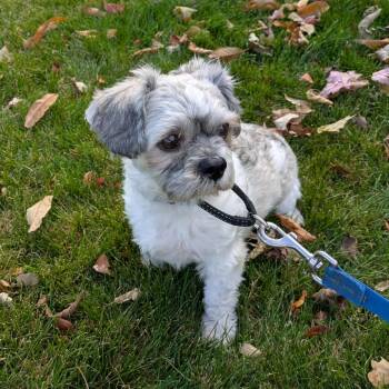 Rescue Shih Tzu Dogs for Adoption in Rochester, Minnesota - Wolfie | PetCurious