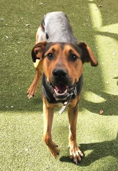 Rottweiler Dogs Available for Adoption - Cassidy | PetCurious