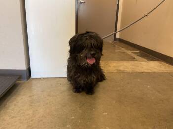Maltese and Mixed Breed Dogs Available for Adoption in Ontario, California - MITCH | PetCurious