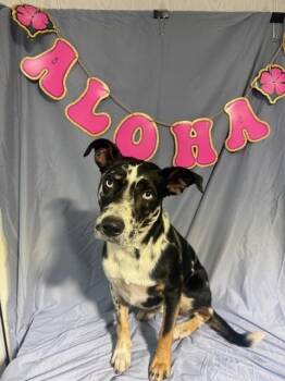 Bleu -  Australian Cattle Dog Blue Heeler and Catahoula Leopard Dog Dog for Adoption in Opelousas, Louisiana - Bleu | PetCurious
