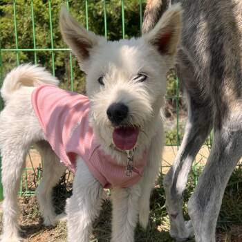 MAX" -  West Highland White Terrier Westie Dog for Adoption in Springfield, Virginia - MAX" | PetCurious
