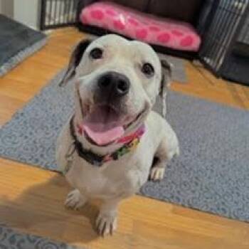 Kevin -  Dachshund and Pit Bull Terrier Dog for Adoption in Los Angeles, California - Kevin | PetCurious