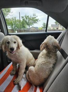 Apollo -  Great Pyrenees Dog for Adoption in Gainesville, Virginia - Apollo | PetCurious