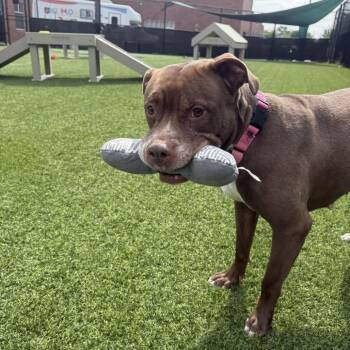 Gertie -  Mixed Breed Dog for Adoption in Pittsburgh, Pennsylvania - Gertie | PetCurious