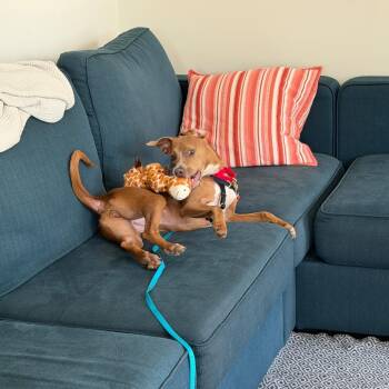 Twiggy -  Mixed Breed Dog for Adoption in Briarcliff Manor, New York - Twiggy | PetCurious