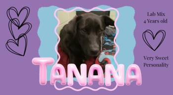 Tanana -  Black Labrador Retriever Dog for Adoption in Little Falls, Minnesota - Tanana | PetCurious