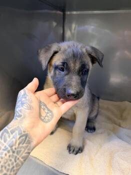 TANNER* -  Belgian Shepherd Malinois Dog for Adoption in Santa Cruz, California - TANNER* | PetCurious