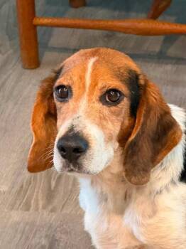 Beanie -  Beagle Dog for Adoption in Roxbury Township, New Jersey - Beanie | PetCurious