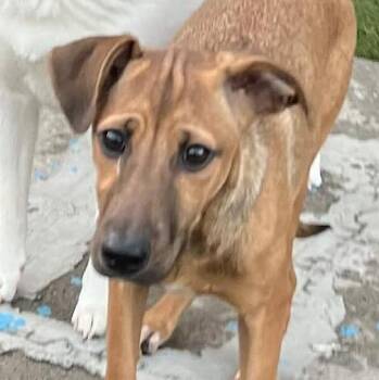 Black Mouth Cur Dogs Available for Adoption - Misty | PetCurious