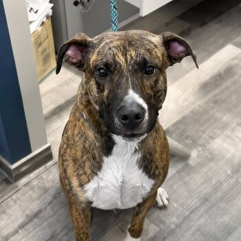Sir Duke -  Pit Bull Terrier Dog for Adoption in Stafford, Virginia - Sir Duke | PetCurious