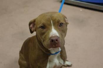 Rescue Mixed Breed Dogs for Adoption in Columbia, South Carolina - DUCH | PetCurious