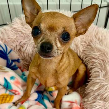 Baby -  Chihuahua Dog for Adoption in Pelham, New Hampshire - Baby | PetCurious