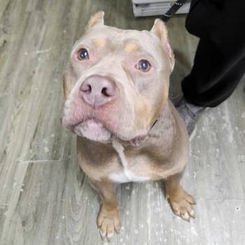 Nino -  Mixed Breed Dog for Adoption in Summerville, South Carolina - Nino | PetCurious