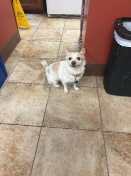 Pony Boy -  Mixed Breed Dog for Adoption in Cincinnati, Ohio - Pony Boy | PetCurious