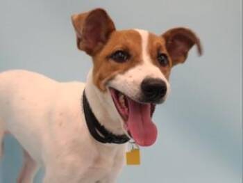 Sheba -  Terrier and Mixed Breed Dog for Adoption in Golden Valley, Minnesota - Sheba | PetCurious