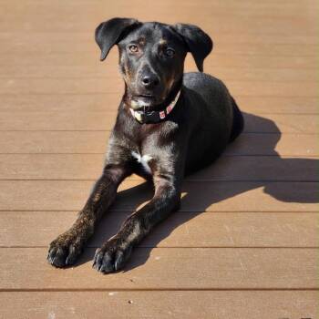 Chief -  Labrador Retriever and Retriever Dog for Adoption in West Point, Mississippi - Chief | PetCurious