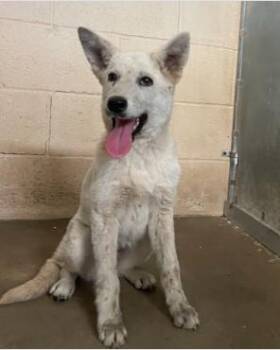 Mixed Breed Dogs Available for Adoption in West Chester, Pennsylvania - Diamond | PetCurious