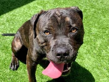 CANNOLI -  Pit Bull Terrier and Mixed Breed Dog for Adoption in Moreno Valley, California - CANNOLI | PetCurious