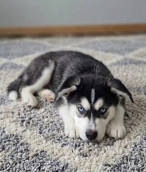 **ENZO** -  Husky Dog for Adoption in North Prairie, Wisconsin - **ENZO** | PetCurious