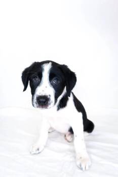Wellsy -  Shepherd Dog for Adoption in Bixby, Oklahoma - Wellsy | PetCurious