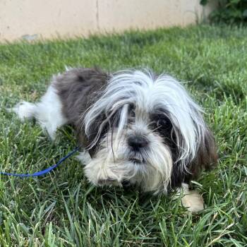 Suzie Q -  Shih Tzu Dog for Adoption in Philadelphia, Pennsylvania - Suzie Q | PetCurious
