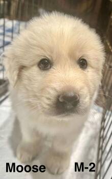 Rescue Great Pyrenees Dogs for Adoption in New Baltimore, Michigan - Moose | PetCurious