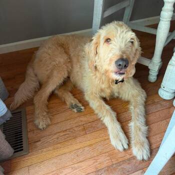 Buddy -  Golden Retriever and Standard Poodle Dog for Adoption in Wichita, Kansas - Buddy | PetCurious