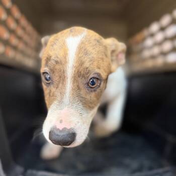 Robin -  Pit Bull Terrier Dog for Adoption in Birmingham, Alabama - Robin | PetCurious