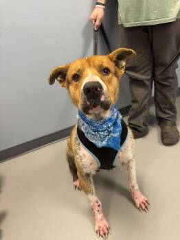 Terrier Dogs Available for Adoption - Thor  | PetCurious