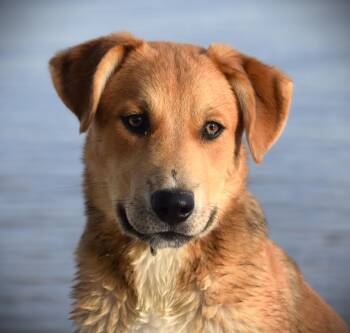 Hazel-Baby Golden -  Golden Retriever and Labrador Retriever Dog for Adoption in Rockport, Indiana - Hazel-Baby Golden | PetCurious