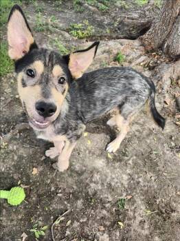 Rescue German Shepherd Dog and Mixed Breed Dogs for Adoption in Conroe, Texas - SAMMY | PetCurious